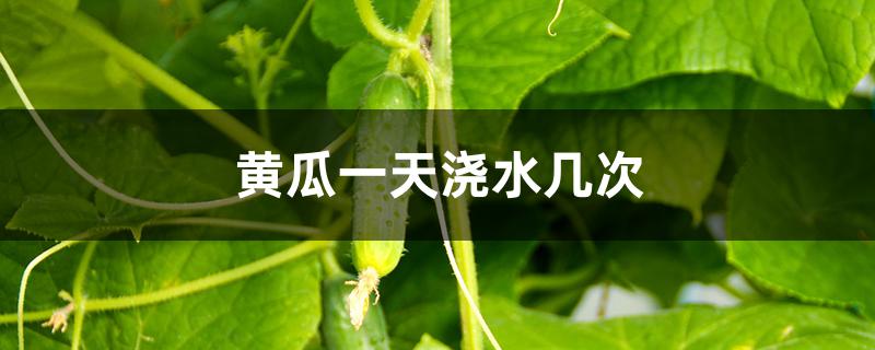 黄瓜一天浇水几次