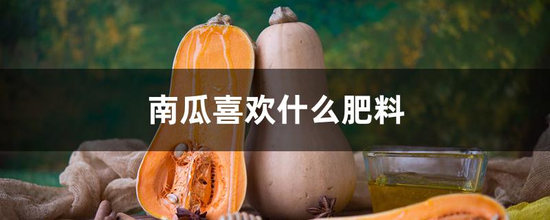 南瓜喜欢什么肥料