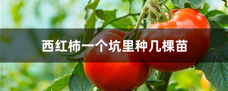 西红柿一个坑里种几棵苗