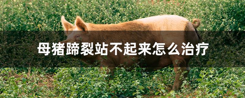 母猪蹄裂站不起来怎么治疗