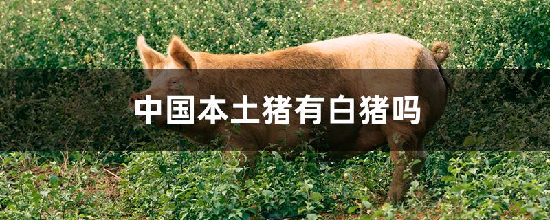 中国本土猪有白猪吗