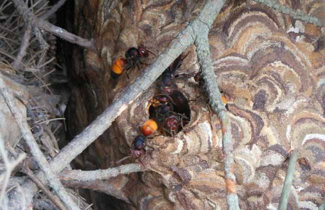 黄腰胡蜂有没有毒