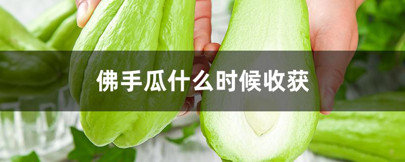佛手瓜什么时候收获