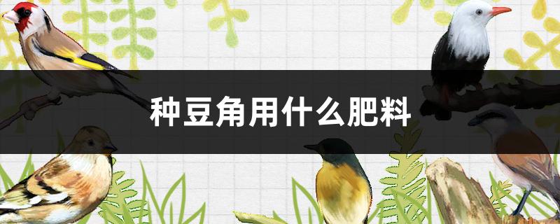 种豆角用什么肥料