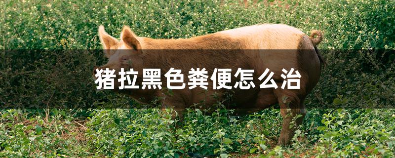 猪拉黑色粪便怎么治