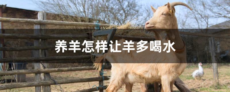 养羊怎样让羊多喝水