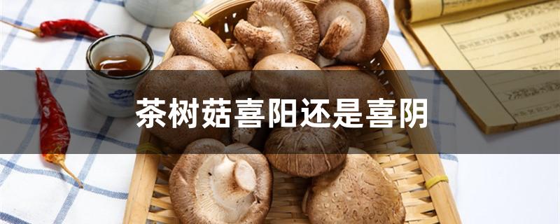 茶树菇喜阳还是喜阴