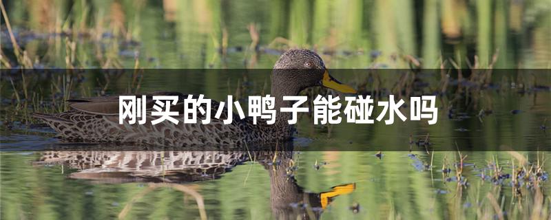 刚买的小鸭子能碰水吗
