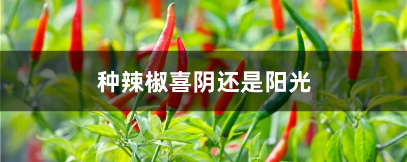 种辣椒喜阴还是阳光