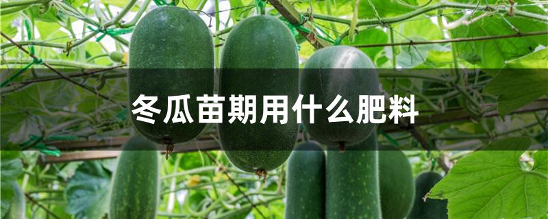 冬瓜苗期用什么肥料