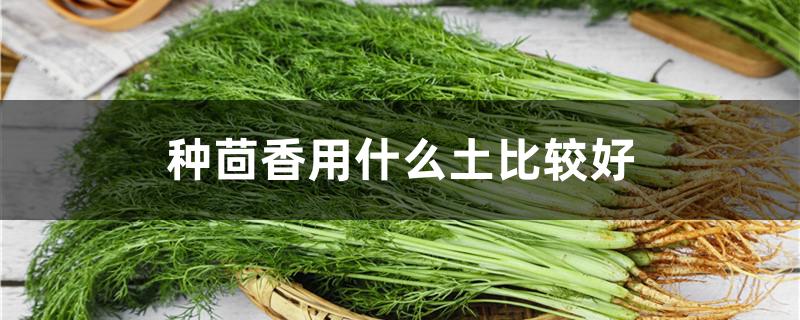 种茴香用什么土比较好