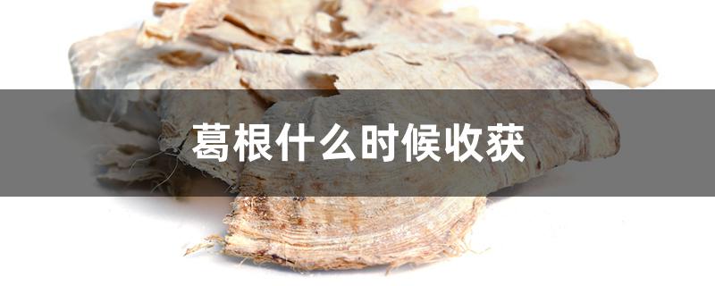 葛根什么时候收获