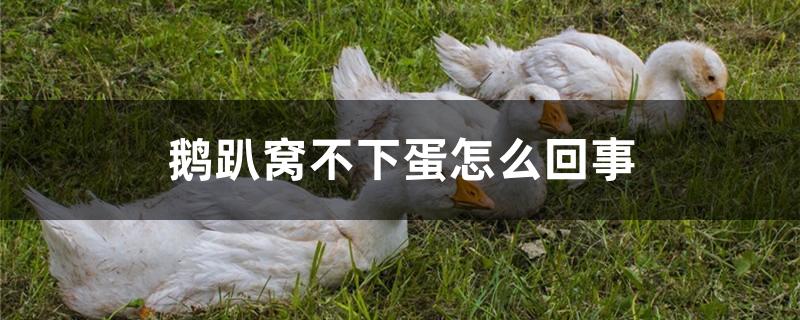 鹅趴窝不下蛋怎么回事