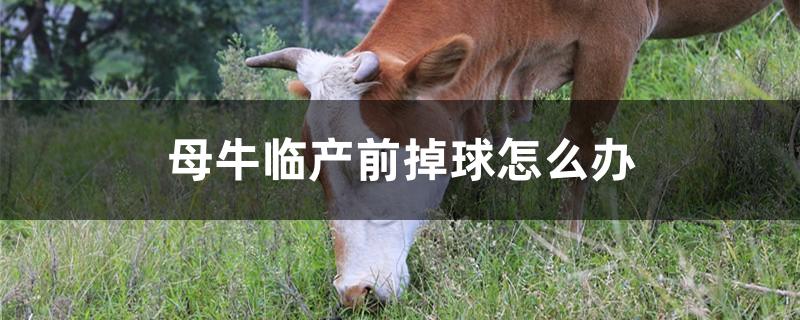 母牛临产前掉球怎么办