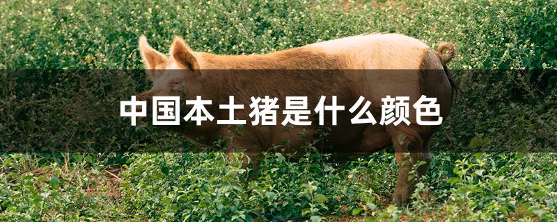 中国本土猪是什么颜色