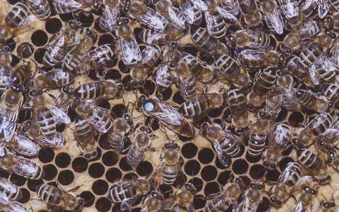 西蜂是什么蜂