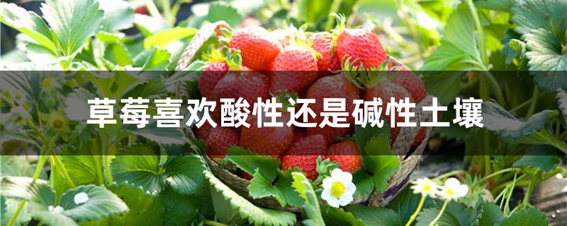 草莓喜欢酸性还是碱性土壤