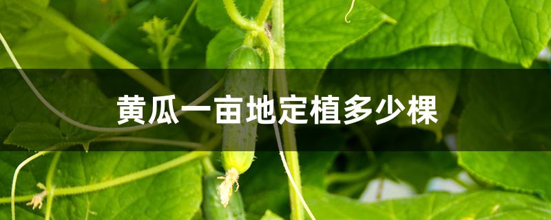 黄瓜一亩地定植多少棵