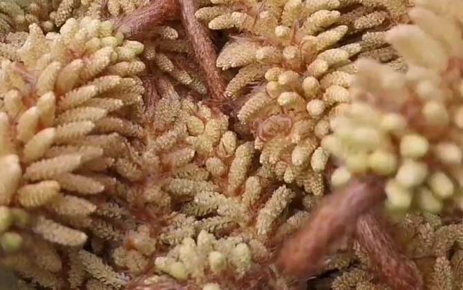 松花粉对肝脏有什么好处