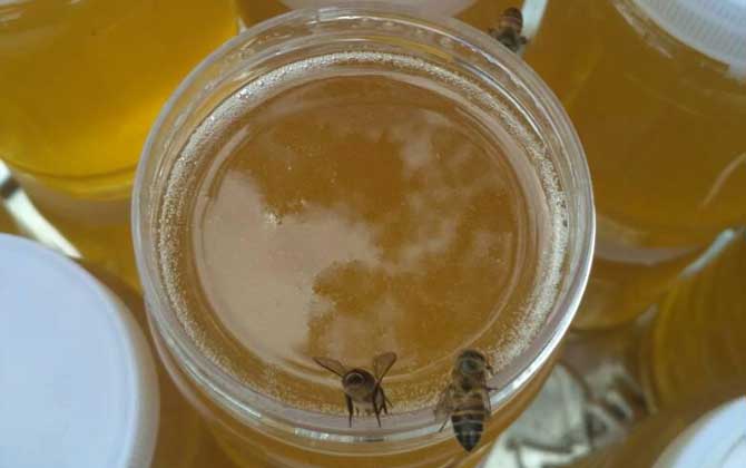 鸭脚木蜜和土蜂蜜哪个好