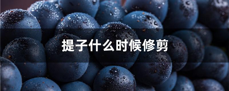 提子什么时候修剪