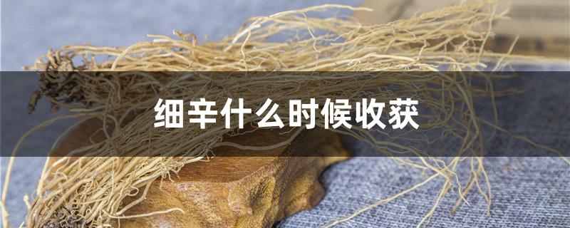 细辛什么时候收获