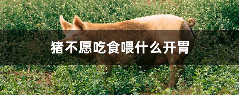 猪不愿吃食喂什么开胃
