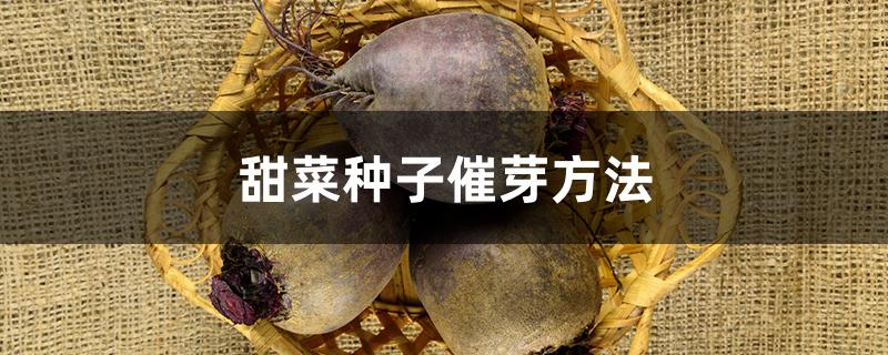 甜菜种子催芽方法