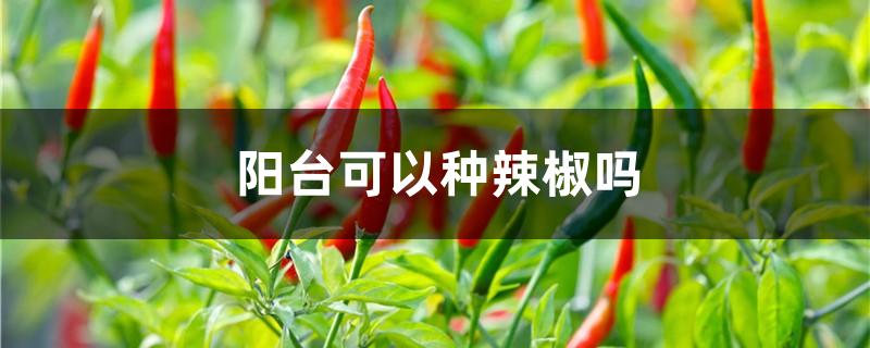 阳台可以种辣椒吗