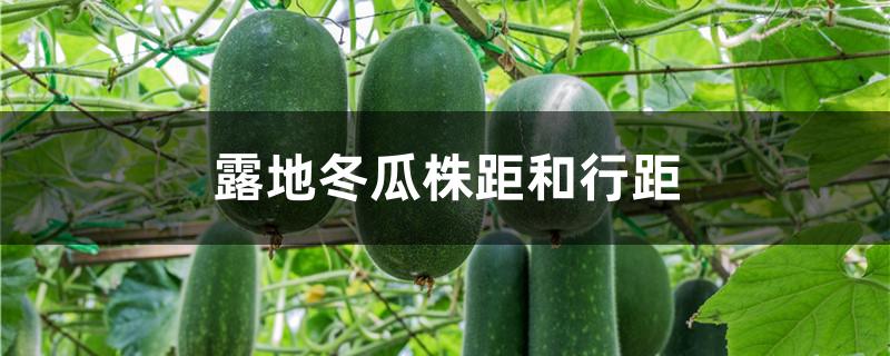 露地冬瓜株距和行距