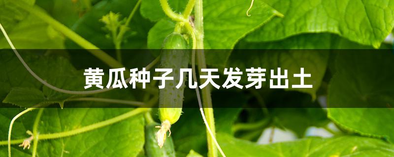 黄瓜种子几天发芽出土