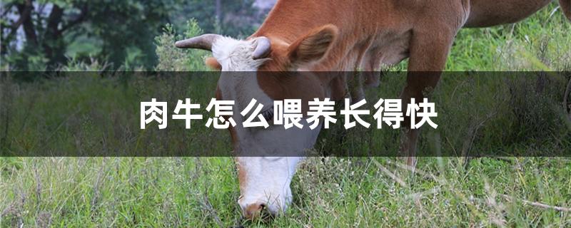 肉牛怎么喂养长得快