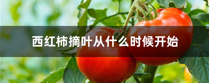 西红柿摘叶从什么时候开始