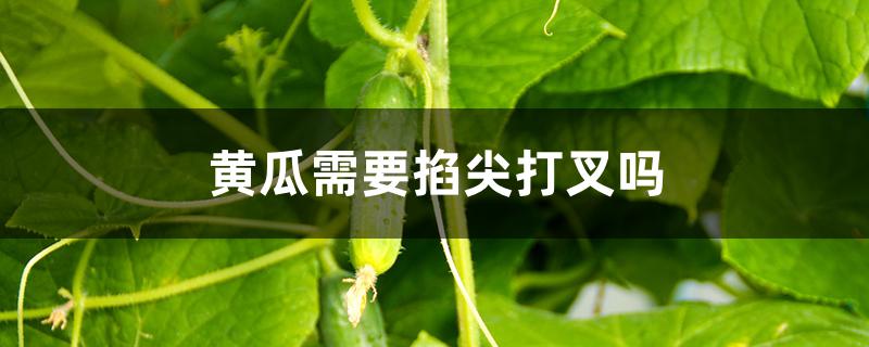 黄瓜需要掐尖打叉吗