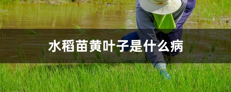 水稻苗黄叶子是什么病