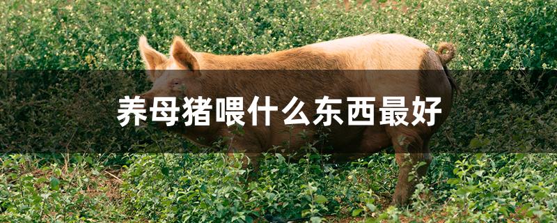 养母猪喂什么东西最好