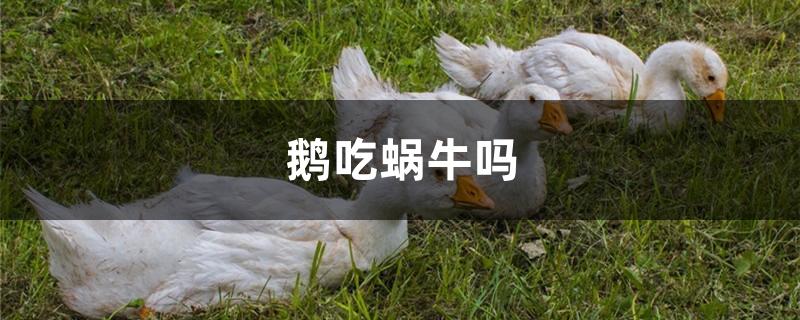鹅吃蜗牛吗