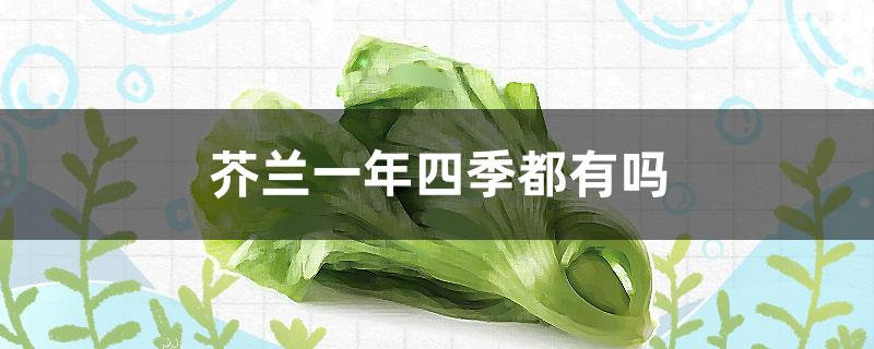 芥兰一年四季都有吗