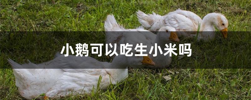 小鹅可以吃生小米吗