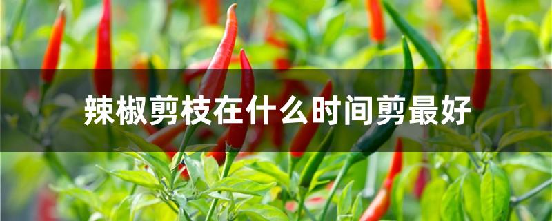 辣椒剪枝在什么时间剪最好
