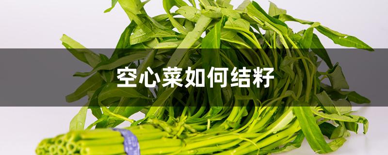 空心菜如何结籽