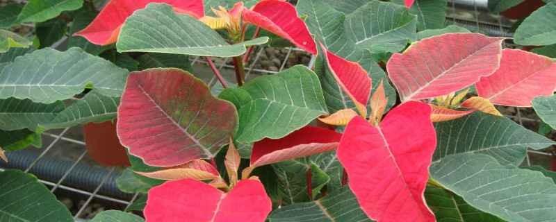 一品红寿命多久