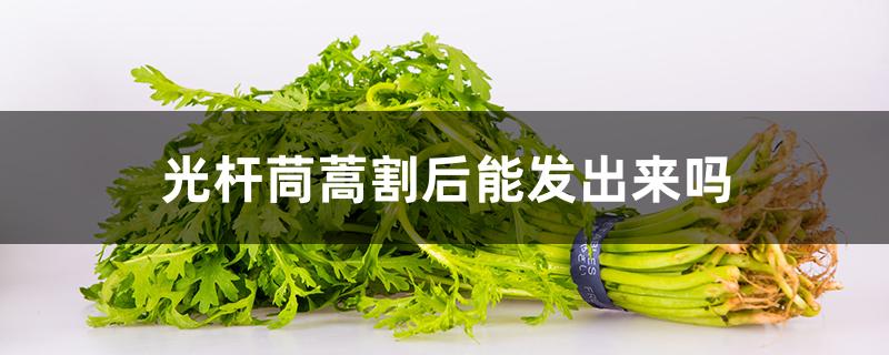 光杆茼蒿割后能发出来吗