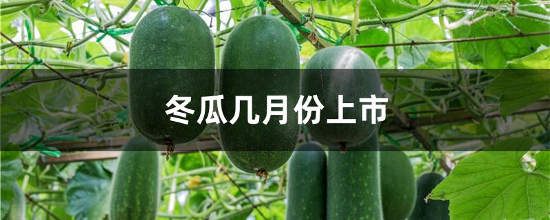 冬瓜几月份上市