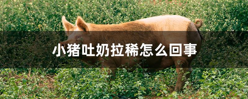 小猪吐奶拉稀怎么回事