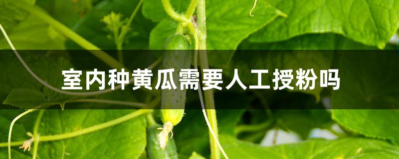 室内种黄瓜需要人工授粉吗