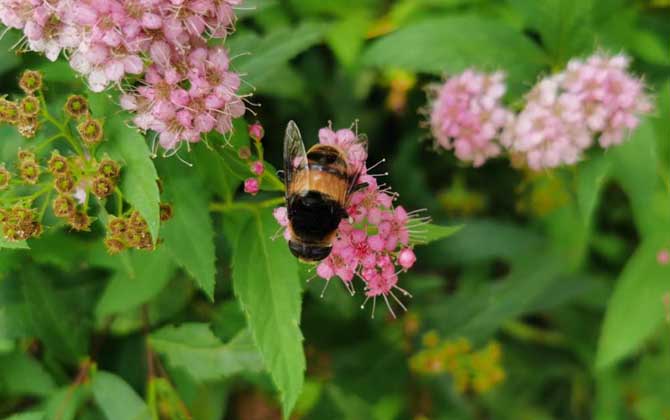 蜂毒进入血液会有什么症状