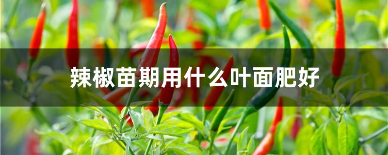 辣椒苗期用什么叶面肥好