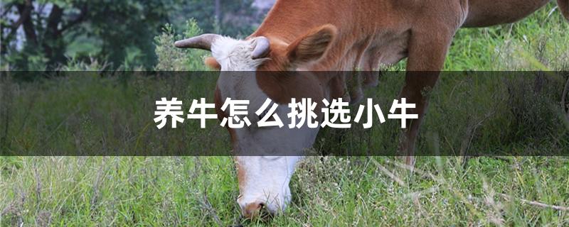 养牛怎么挑选小牛