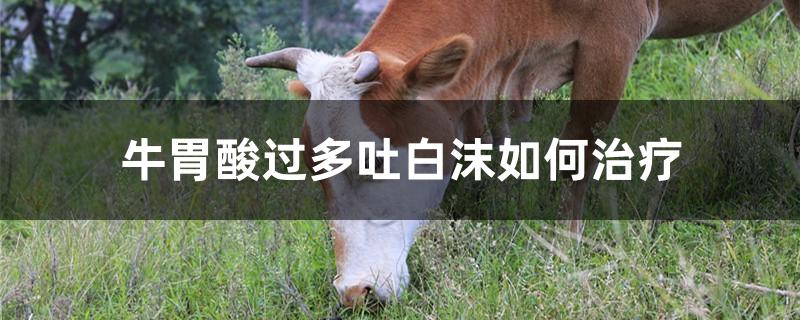 牛胃酸过多吐白沫如何治疗